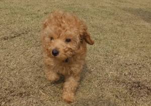 2015_04124-9なつめ