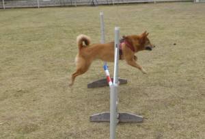 2015_04194-13モカジャンプ