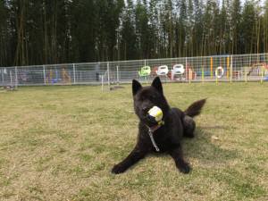 2015_04244-17さくら