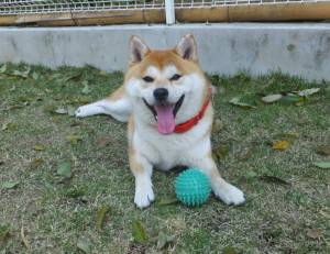 2015_04254-18愛ちゃん