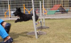 2015_04124-9ニーナジャンプ