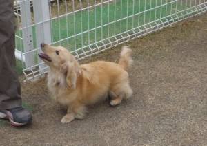 2015_04013-27はなちゃん