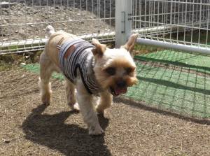 2015_04214-15シンジくん