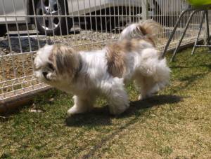 2015_04254-18ランちゃん