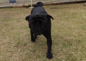 2015_04194-13てんちゃん