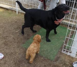 2015_04124-9べるなつめ