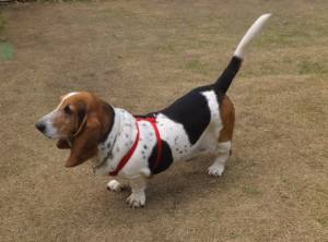 2015_04224-16マロンちゃん