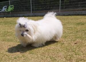 １2015_04254-18ガク