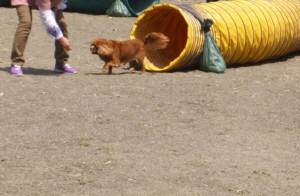 2015_04244-17ベルとんねる