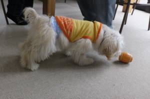 2015_04154-10ヨツバ