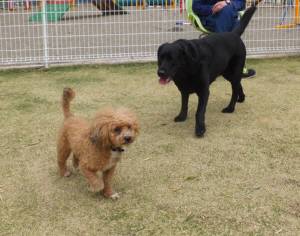 2015_04194-13カールベル