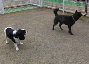 2015_04034-2あられさくら