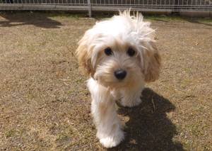 2015_04154-10よつば