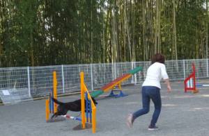 2015_04264-19サクラ