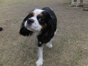 2015_04034-2あられ