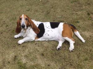 2015_04214-15マロン