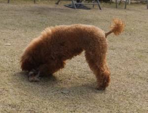 2015_04013-27クレア