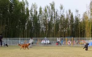 2015_04124-9三匹２