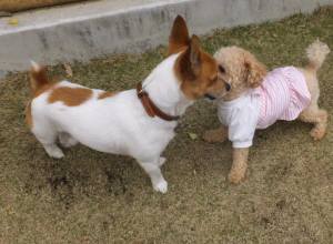 2015_04194-13チャッピー