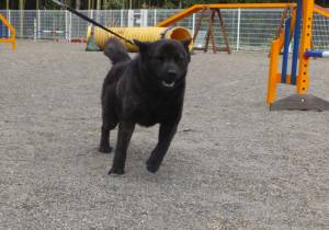 2015_04254-18サクラ