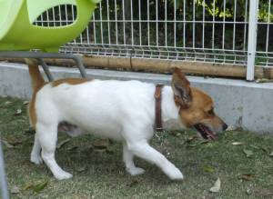 2015_04294-22チャッピー