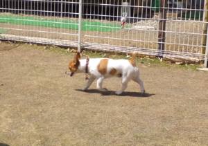 2015_04184-12チャッピー