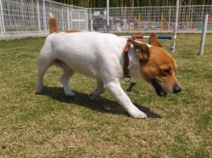 2015_04254-18チャッピー