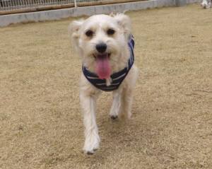 2015_04013-27こたろう