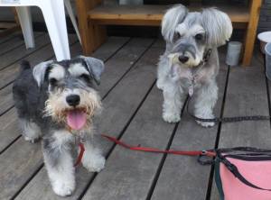 2015_04284-21ビビライザ