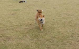 2015_04044-3チョコ