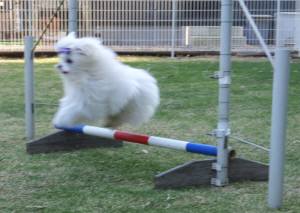 2015_04264-19ガクジャンプ