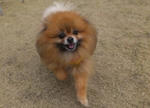 2015_04013-27ポンちゃん