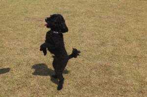 2015_04124-9ウルー