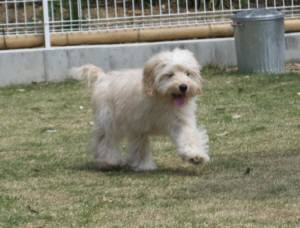 2015_04294-22ヨツバ