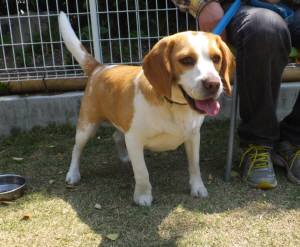 2015_04254-18ムサシ君