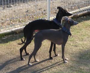 2015_04294-22モネマーブル