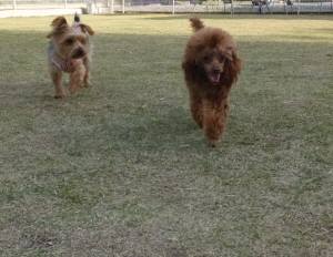 2015_04184-12ルナクレア