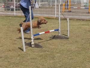 2015_04124-9カールジャンプ