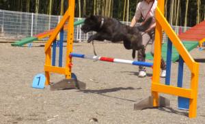 2015_04184-12サクラ