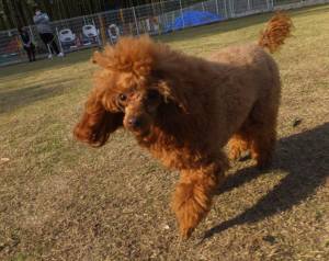 2015_04184-12クレア