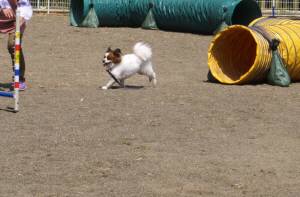 2015_04244-17リンちゃん