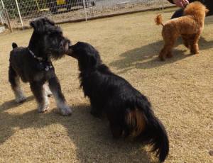 2015_04013-27ケルンラウル