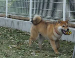 2015_04294-22チョコ