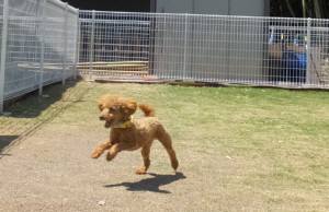 2015_04264-19ヤマト