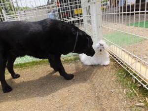 2015_04254-18ベルガク