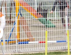 2015_04224-16サクラアジ