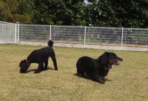 2015_04214-15チョコノーム