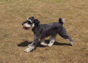 2015_04184-12まるちゃん