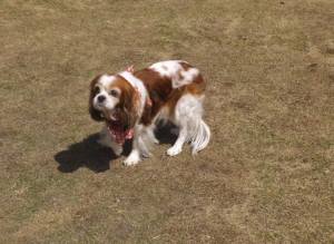 2015_04184-12はなちゃん