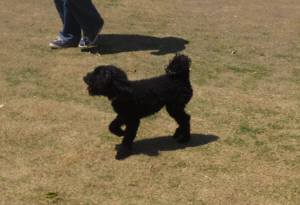 2015_04264-19ウルー